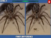 image bg Spider Hidden Difference