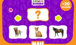 Animal Sounds image