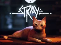 image bg Stray
